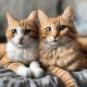 Cats & Kittens