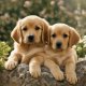 Dogs & Puppies