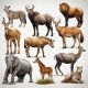 Wild Animals