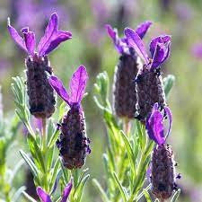 New Bandera Deep Purple Lavender (Lavandula Stoechas 