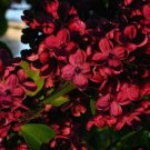 25 pcs Red Lilac Seeds Tree Fragrant Perennial Flower Flowers Seeds