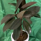 Braided Burgundy Rubber Tree (Ficus Elastica) 15"" in 6"" Pot - Live Plant