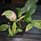 Syngonium Pink Splash Tricolor - Live Plant in 4"" Pot