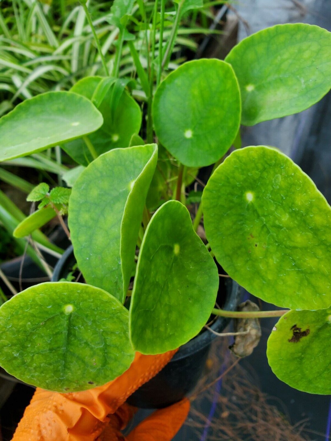 Pilea Peperomioides Live Plant - 4"" Pot (Chinese Money Plant)