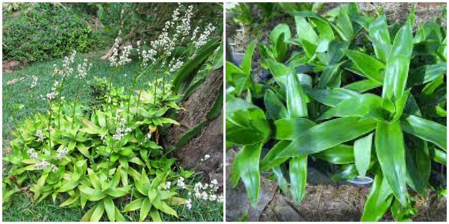 Callisia Fragrans Live Plant - 7"" Cutting