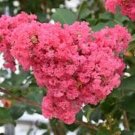 20 pcs Dark Pink Cape Myrtle Seed Tree Flower Perennial Flower Seed