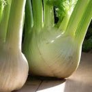 300 pcs Sweet Florence Fennel Foeniculum Vulgare Azoricum Herb Vegetable Seeds