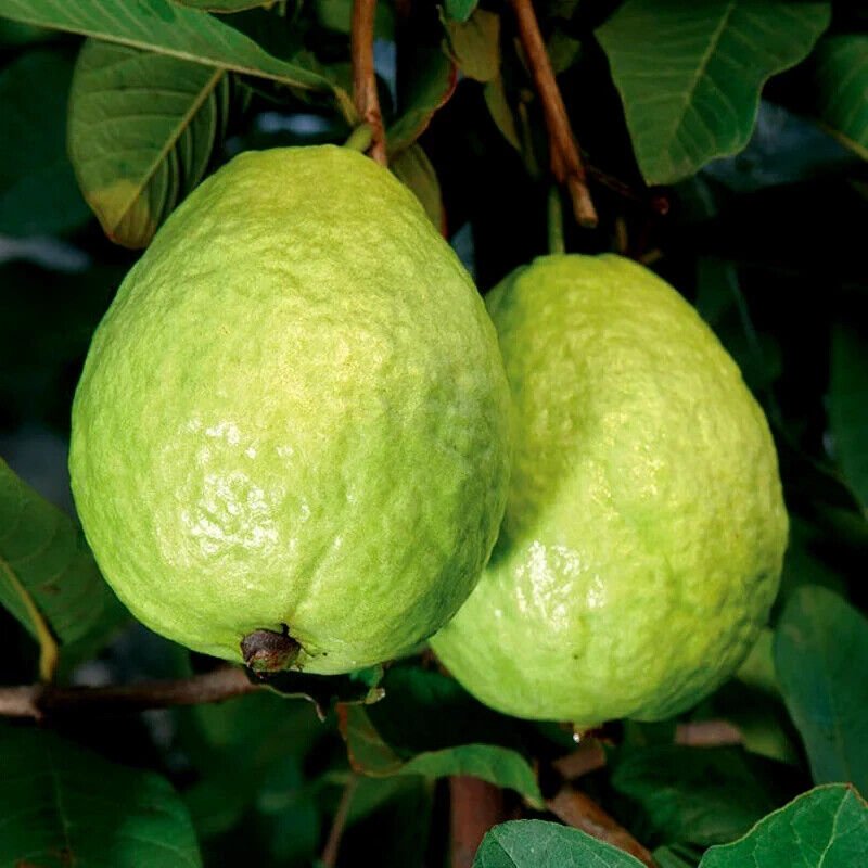 15+ Fresh Organic Jumbo Guava Seeds – Pink Guayaba (Psidium Guajava) USA