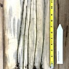 Quaking Aspen 8-14