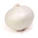 250 ECLIPSE ONION White Sweet Allium Cepa Vegetable Seeds