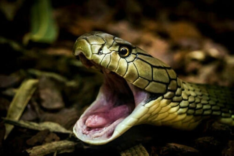 King Cobra Snake's Real Pearl (Nagamani Stone)
