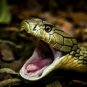 King Cobra Snake's Real Pearl (Nagamani Stone)