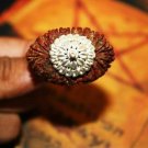 21 Mukhi Rudraksha Sacred Bead Rare- Certified A++ --IGL Lab Certified with Authentic certificate 21 Mukhi Rudraksha Sacred Bead Rare- Certified A++ --IGL Lab Certified with Authentic certificate