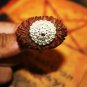 21 Mukhi Rudraksha Sacred Bead Rare- Certified A++ --IGL Lab Certified with Authentic certificate