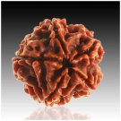 Rudraksha 5 Mukhi Nepali RUDRAKSHA Pendant 100% Original & Certified Five Faced RUDRAKSHA Pendant