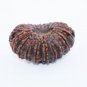 20 Mukhi Natural Rudraksha Bead Energized Collector Size - Lab Certified