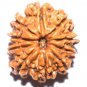 10 Mukhi Natural Rudraksha Bead Energized Collector Size - Lab Certified