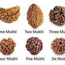 Natural Brown Real Rudraksha Beads 1 Mukhi, 2 Mukhi, 3 Mukhi, 4 Mukhi, 5 Mukhi, 6 Mukhi Rudraksh Natural Brown Real Rudraksha Beads 1 Mukhi, 2 Mukhi, 3 Mukhi, 4 Mukhi, 5 Mukhi, 6 Mukhi Rudraksh