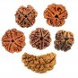 Natural Brown Real Rudraksha Beads 1 Mukhi, 2 Mukhi, 3 Mukhi, 4 Mukhi, 5 Mukhi, 6 Mukhi Rudraksh