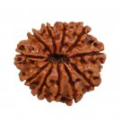 11 Mukhi Rudraksha Certified Nepal 20.27mm | Get The Same Bead Shown 11 Mukhi Rudraksha Certified Nepal 20.27mm | Get The Same Bead Shown