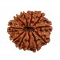 11 Mukhi Rudraksha Certified Nepal 20.27mm | Get The Same Bead Shown