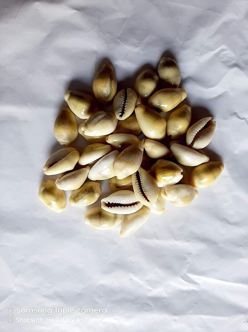 Natural Kaudi Shells/Kauri, 2 cm, Yellow-Set of 21 Pieces- fabric