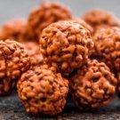 Rudraksha Siddha Mala - Collector Size /Combination of 1 Mukhi Till 14 Mukhi Rud Rudraksha Siddha Mala - Collector Size /Combination of 1 Mukhi Till 14 Mukhi Rud