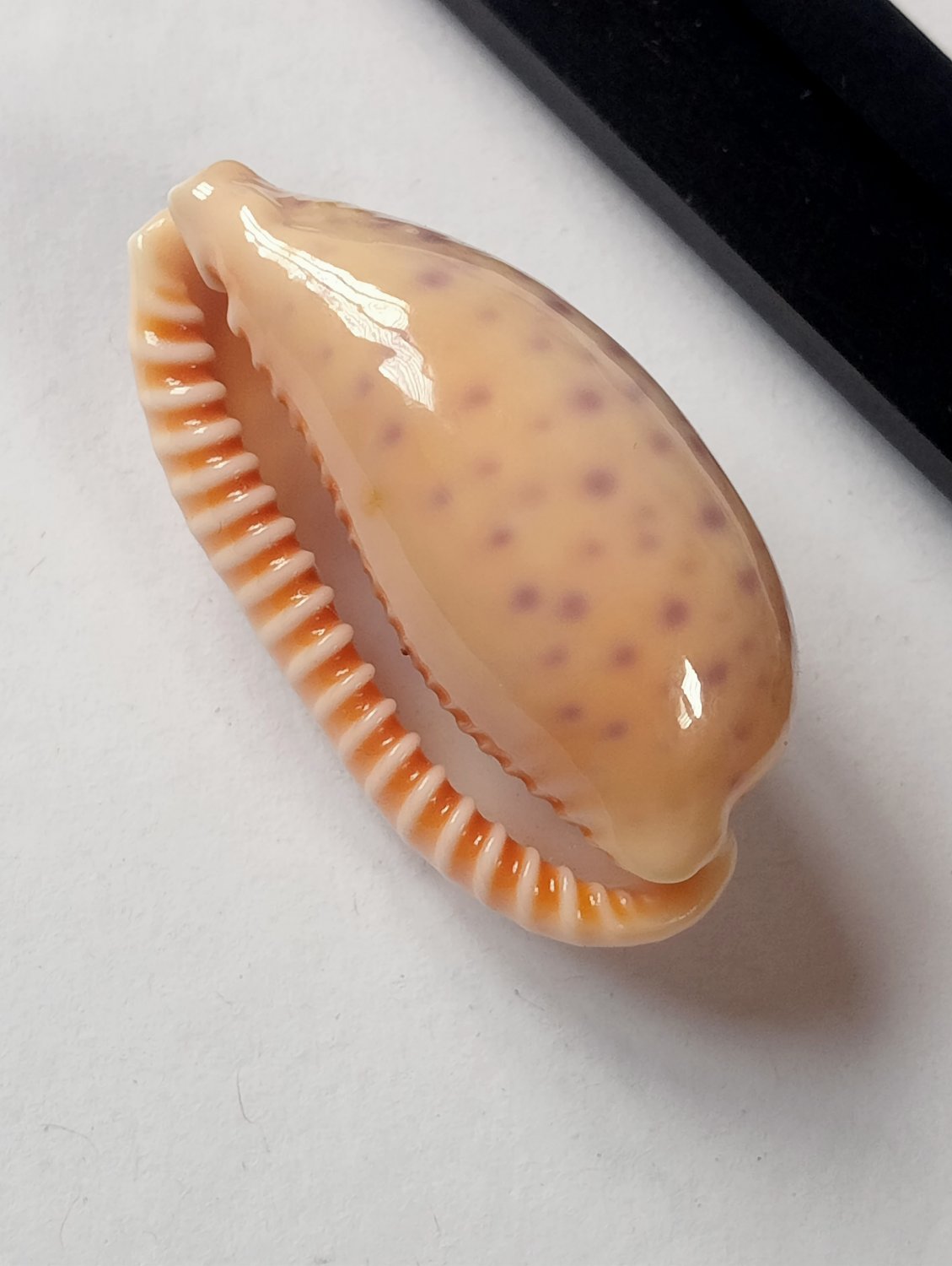 Seashell cowry chinensis 41 mm