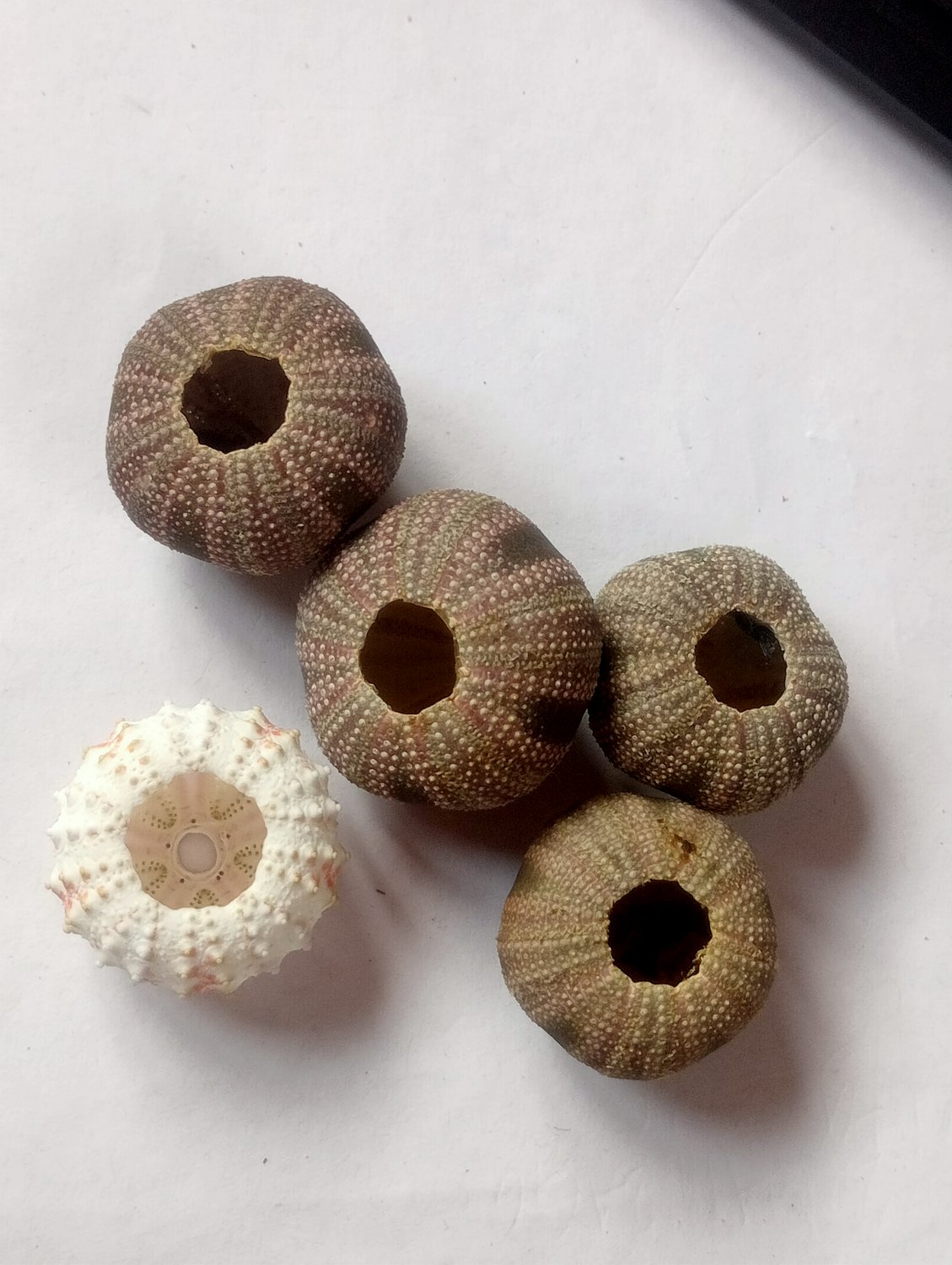 Sea urchin 5 PCs..size 25 mm