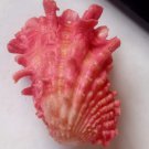 Sea Shell cardita crassicosta 40 mm..natural