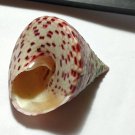 Seashell trochidae trochus SP 40 mm