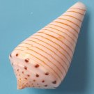 Seashell conus hirasei 42 mm..natura