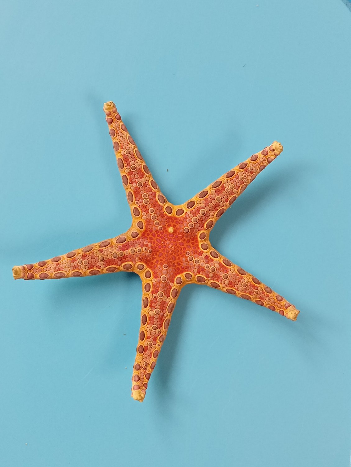 Real dried star fish..nice color 85 mm