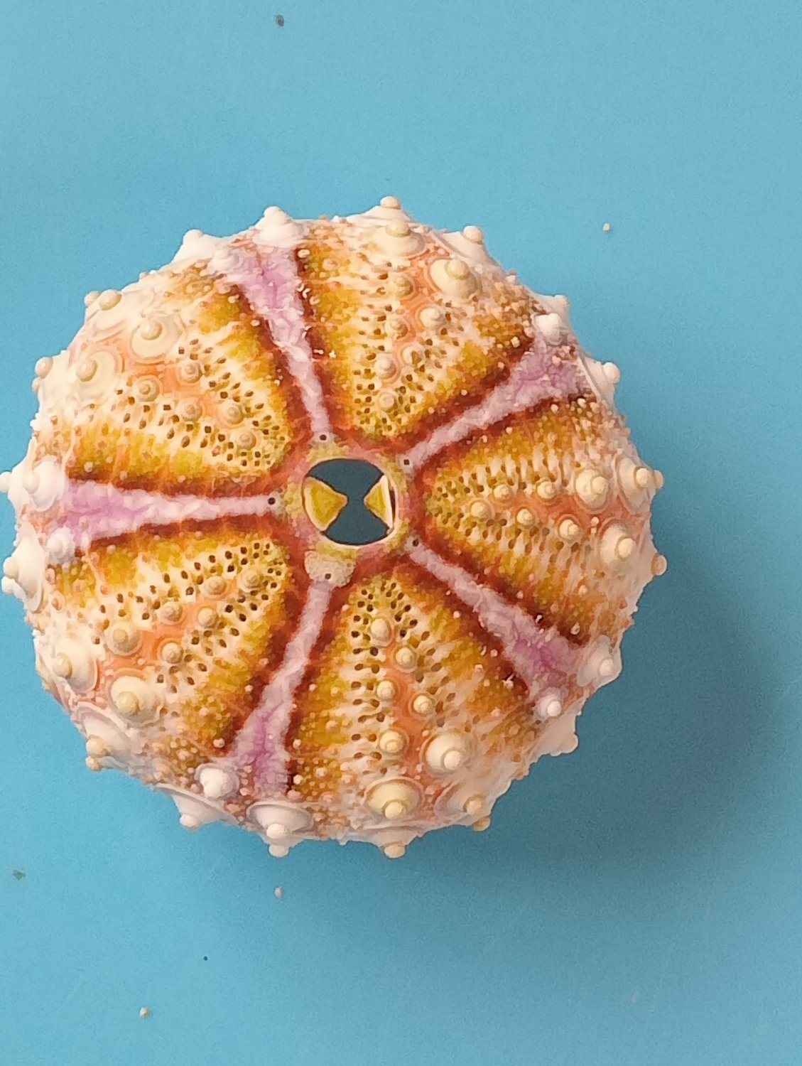 Sea urchin 36 mm..natural