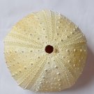 Sea urchin big size 105 mm....
