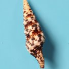 Seashell turrid SP 63 mm..collectibles