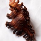 Seashell murex Sp 68 mm..collectibles