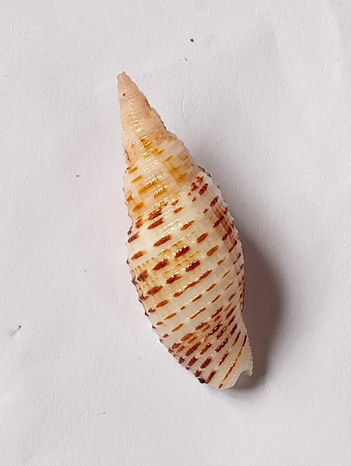 Seashell collectibles Mitra sp 35 mm