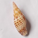 Seashell collectibles Mitra sp 35 mm