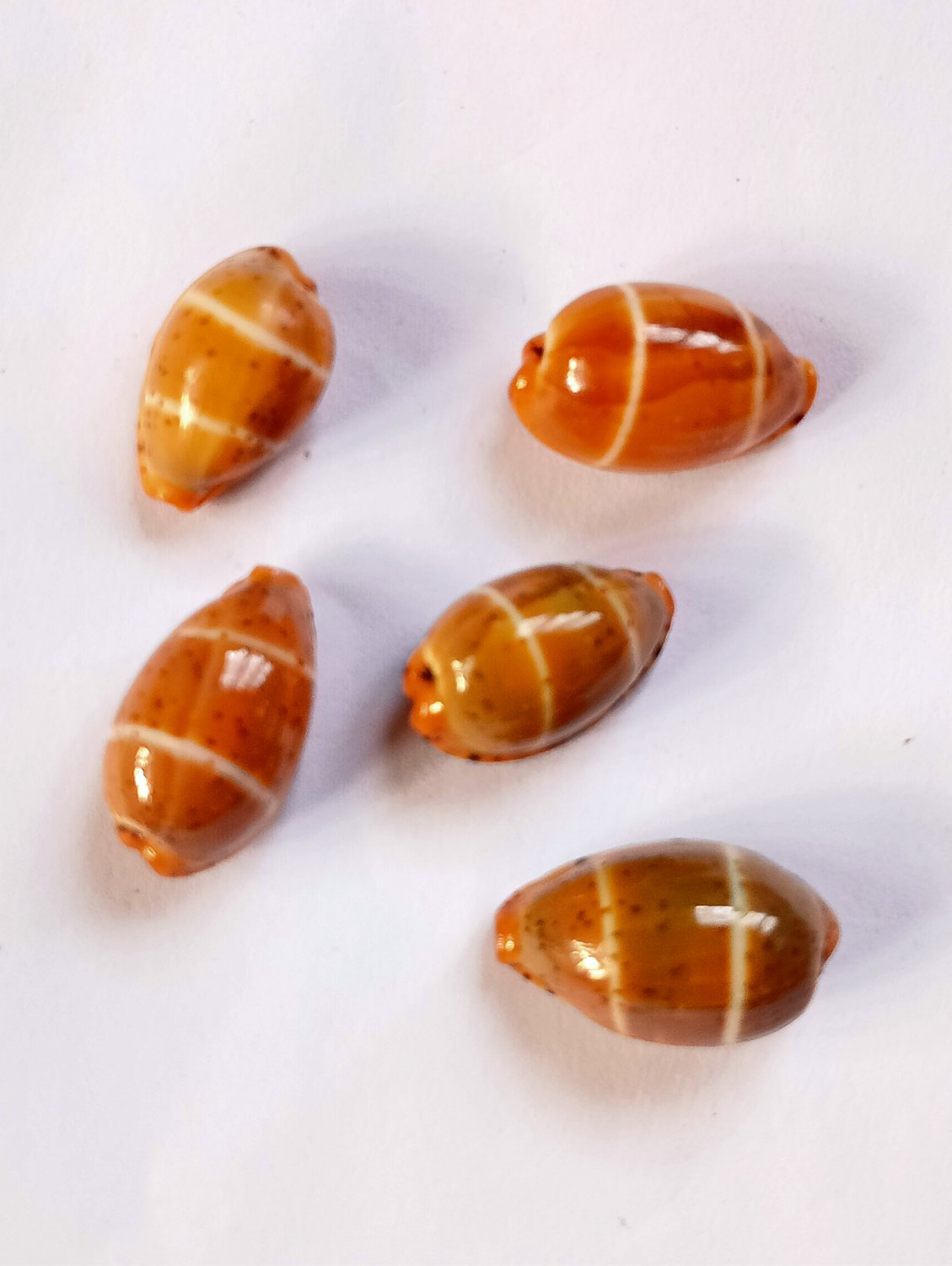 Seashell cowry sp..5 PCs shell..size 16 mm