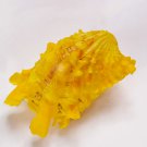 Seashell collectibles cardita 40 mm..natural