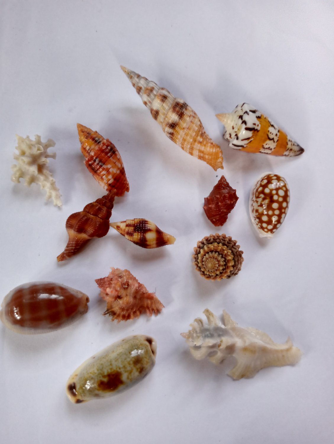 Seashell collectibles..14 Pcs assorted natural seashell..very nice