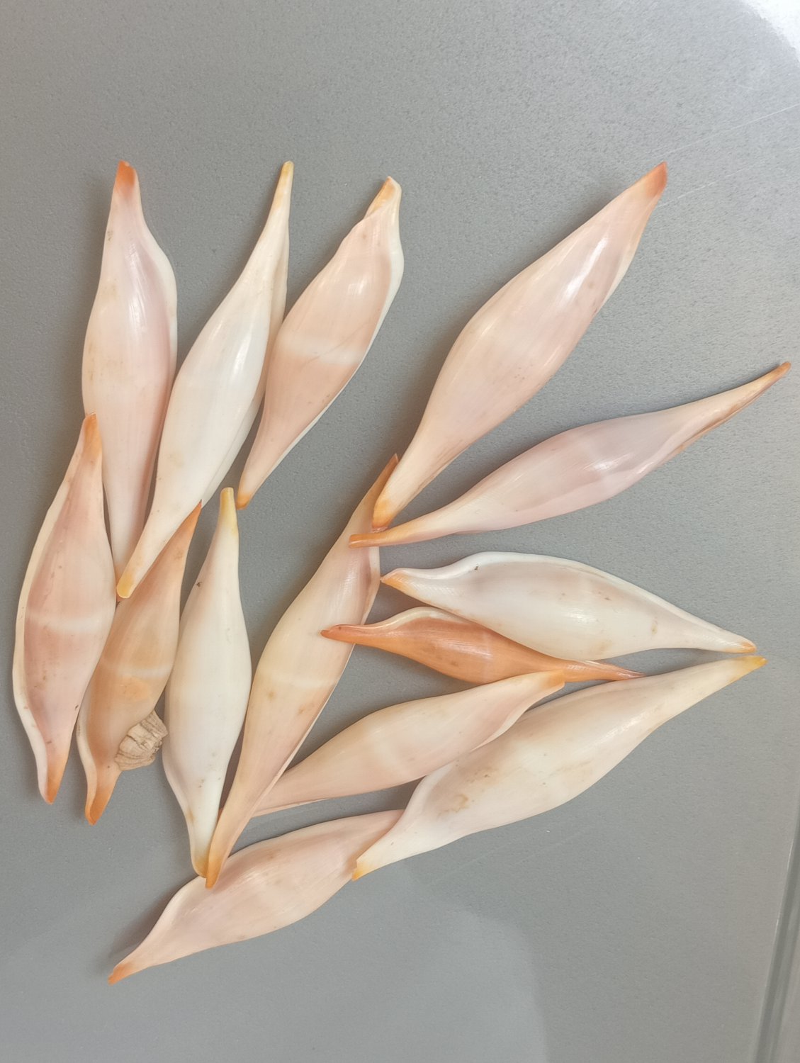Seashell collectibles volva volva 14 PCs shells