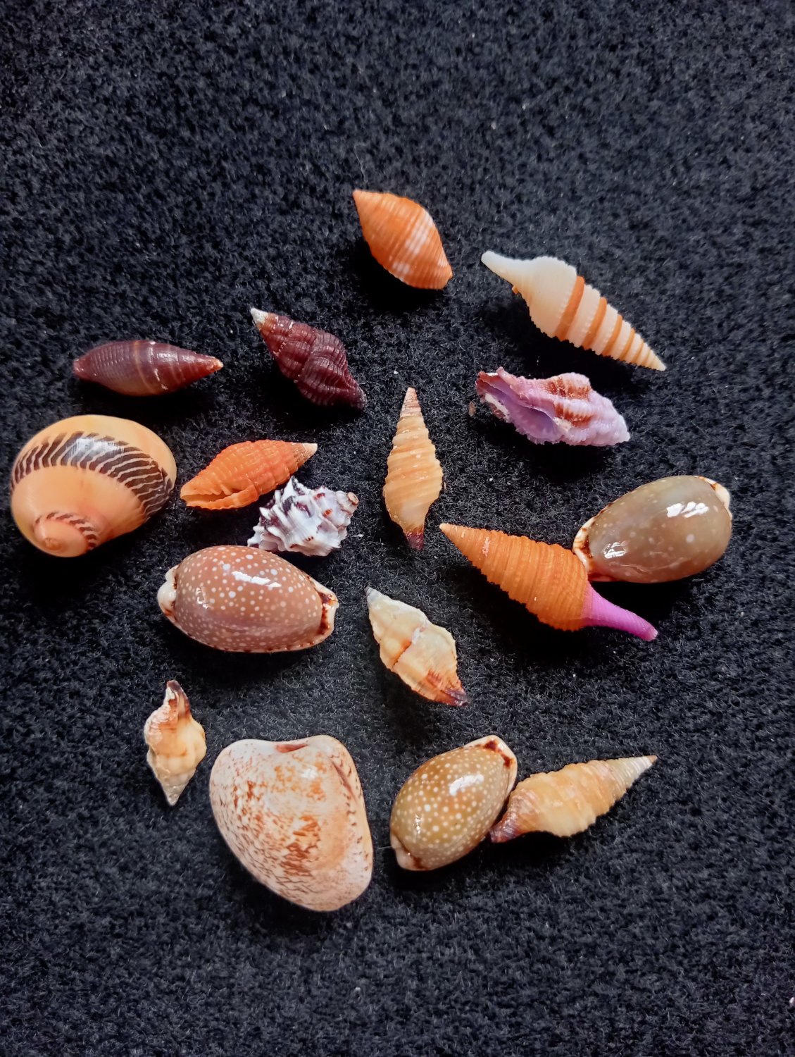 Seashell collectibles,.17 PCs assorted smaller shells..natural