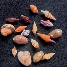 Seashell collectibles,.17 PCs assorted smaller shells..natural