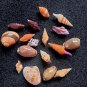 Seashell collectibles,.17 PCs assorted smaller shells..natural