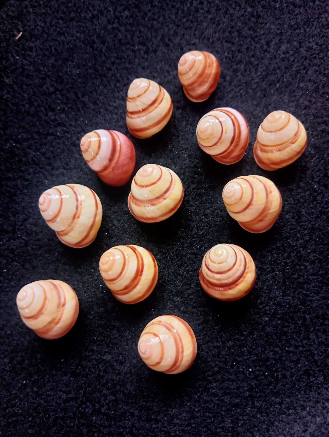LANs snail shell collectibles 12 PCs shells..size 26 mm..natural