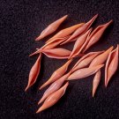 Seashell collectibles volva volva 16 PCs..natural