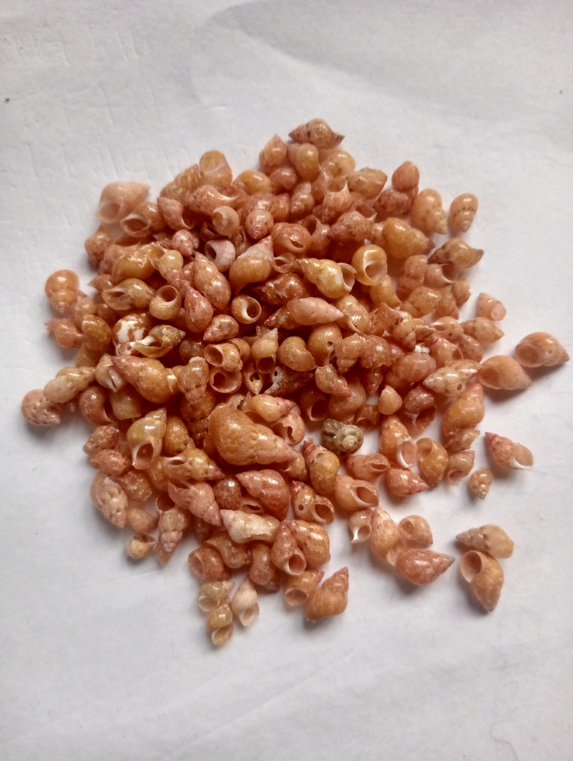 Seashell collectibles..150 pcs smallest snail shells..natural
