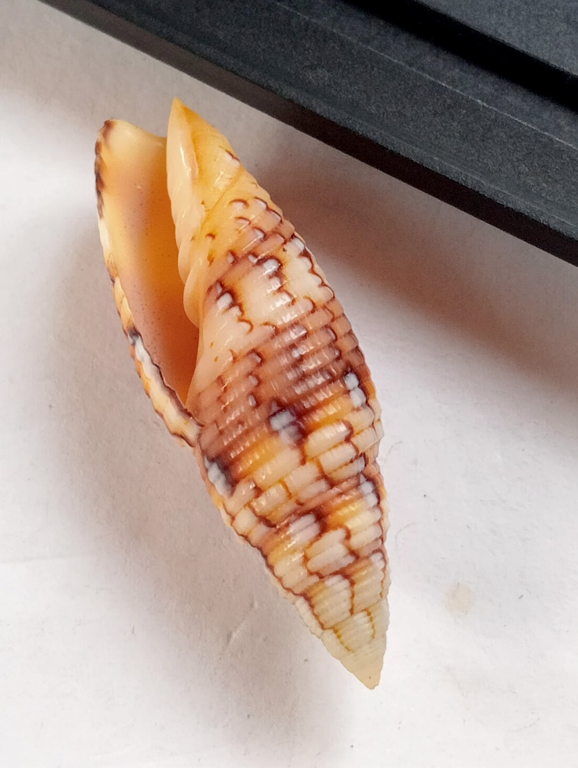 Seashell collectibles Mitra shell...38 mm..natural